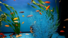 Особливості вибору правильного харчування для акваріумних риб